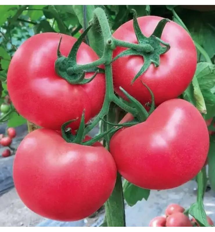 粉果大番茄系列