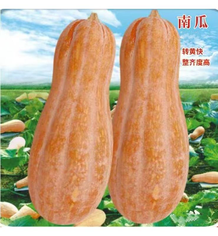 南瓜