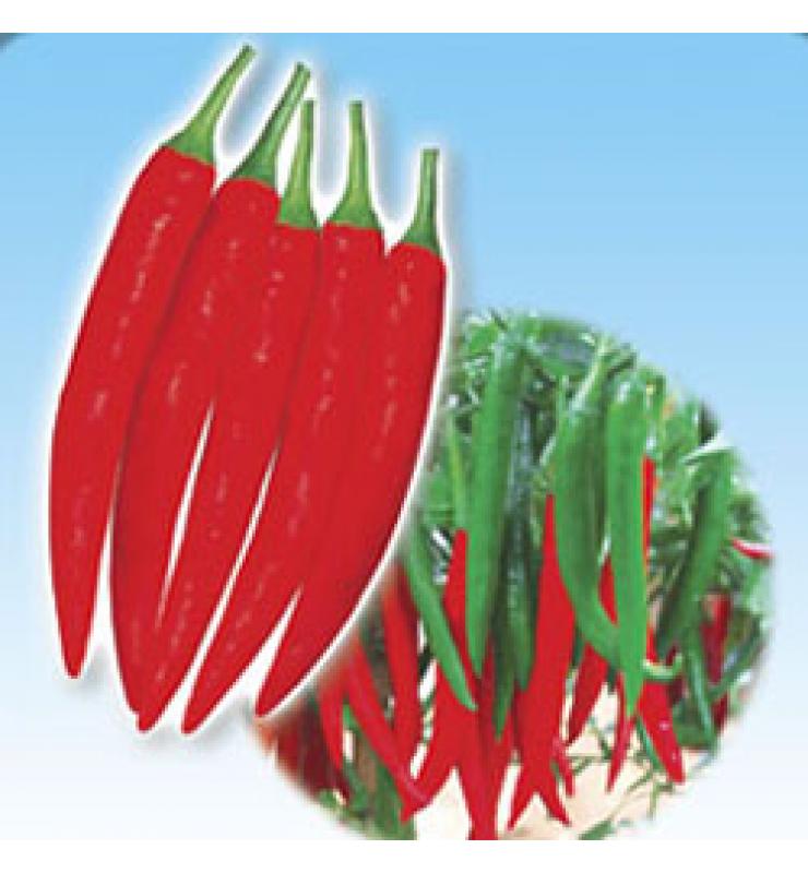 辣椒 超級(jí)紅豐404