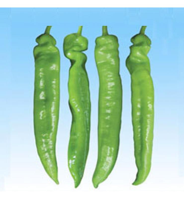 辣椒 綠劍