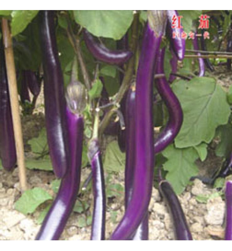 紅茄 臺(tái)灣紅茄王