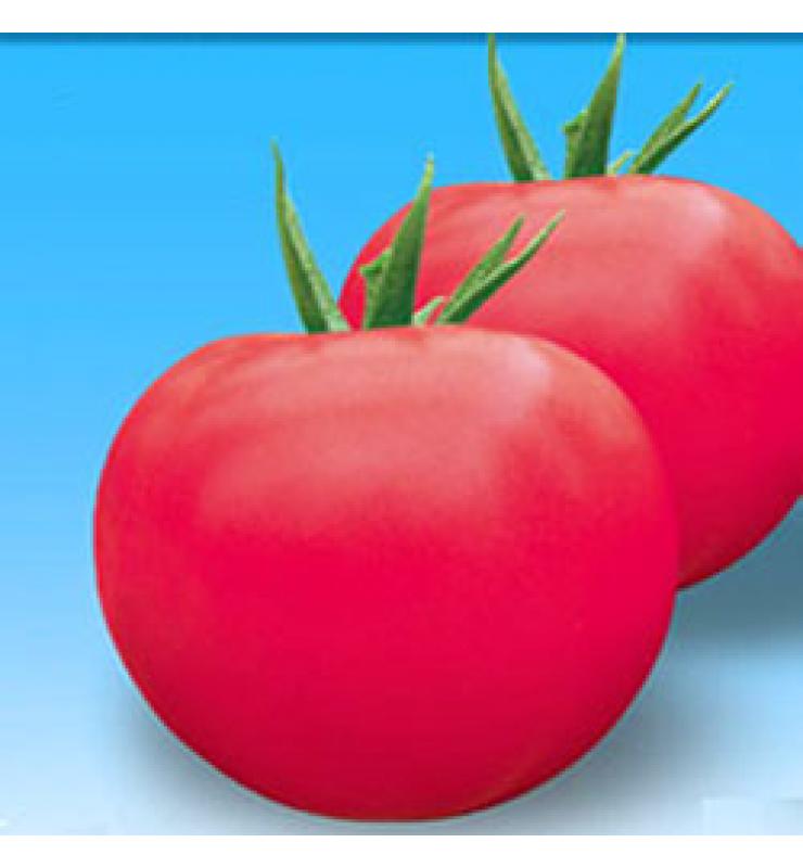 大粉果 碩粉8號(hào)