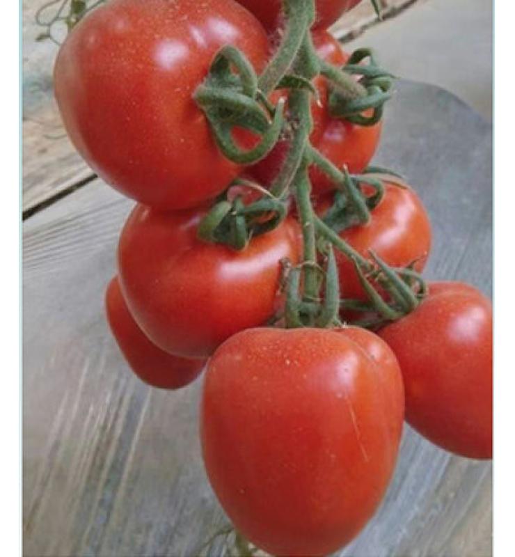 大紅果 紅羅蔓100