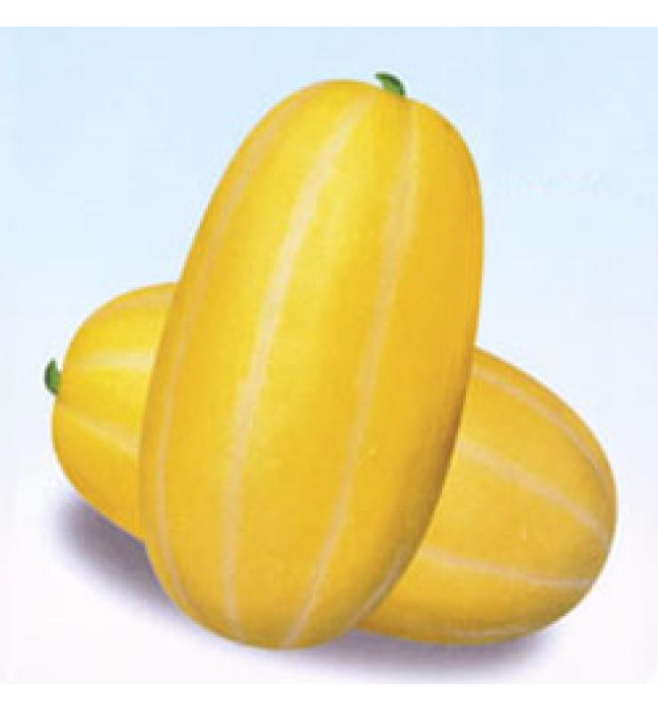 甜瓜 農(nóng)甜二號(hào)