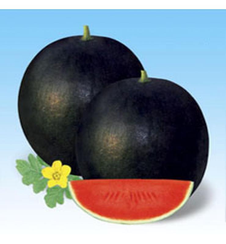 無(wú)籽西瓜 神童