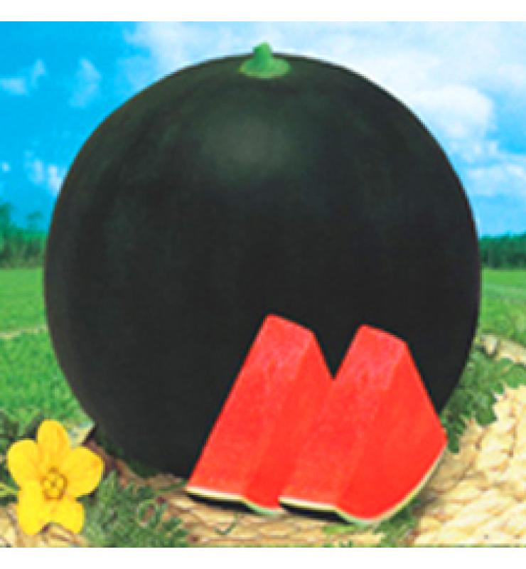 無(wú)籽西瓜 東方黑霸