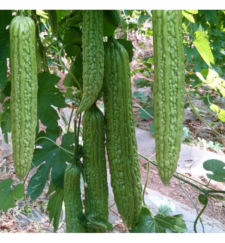 苦瓜 碧華3號(hào)